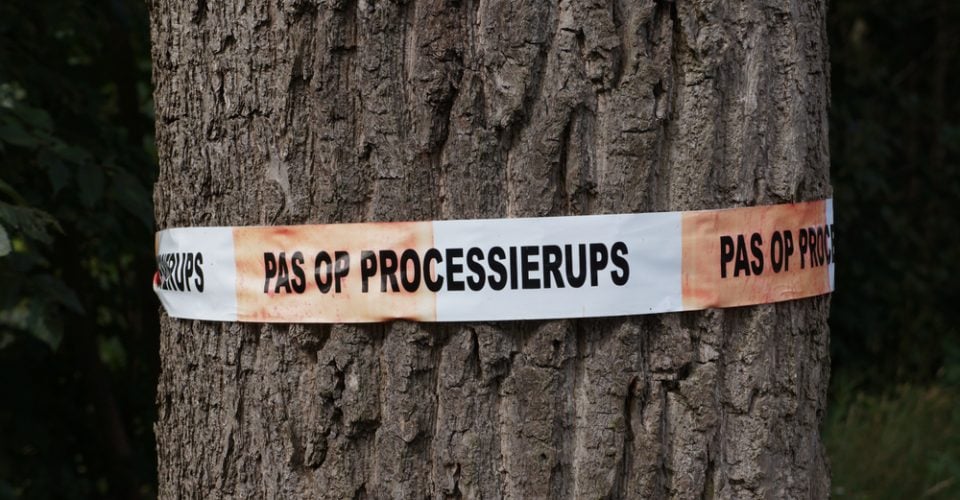 Aansprakelijk voor eikenprocessierups | JPR Advocaten