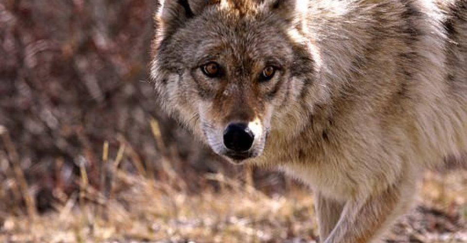 Verzekerde hoedanigheid van wolvenbeten | JPR Advocaten